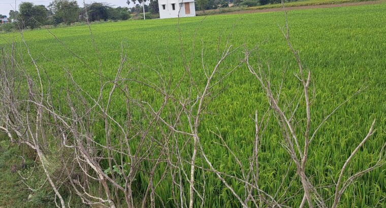 Agricultural Land for Sale in Karunguzhi, Chengalpattu – 3.2 Acres | Immediate Sale