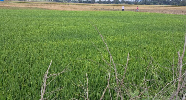 Karunguzhi Land for Sale – 8 Acres in Maduranthagam, Chengalpattu at Best Price