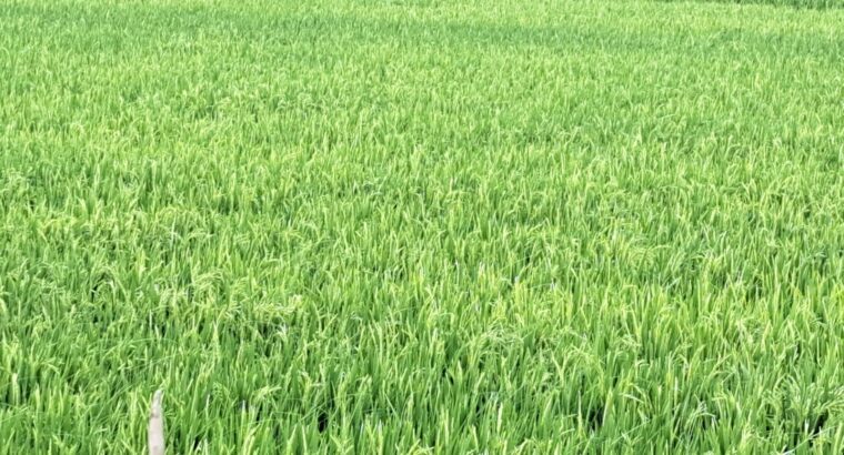 Agricultural Land for Sale in Karunguzhi, Chengalpattu – 3.2 Acres | Immediate Sale