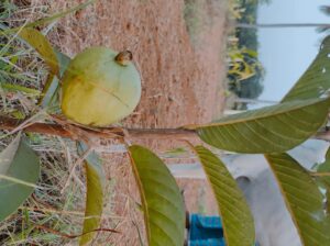 PROJECT NAME: THE COUNTRY VILLAGE FARM LAND LOCATION: PAVUNJUR, MADURANTHAGAM ECR ROAD PLOT SIZE