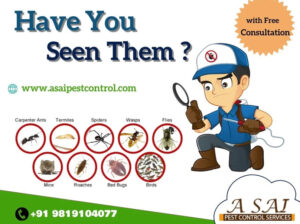 Pest Control – A SAI PEST CONTROL