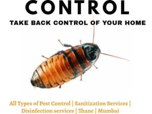 Termite Pest Control in Mumbai – A SAI PEST CONTROL