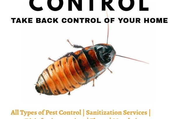 Termite Pest Control in Mumbai – A SAI...